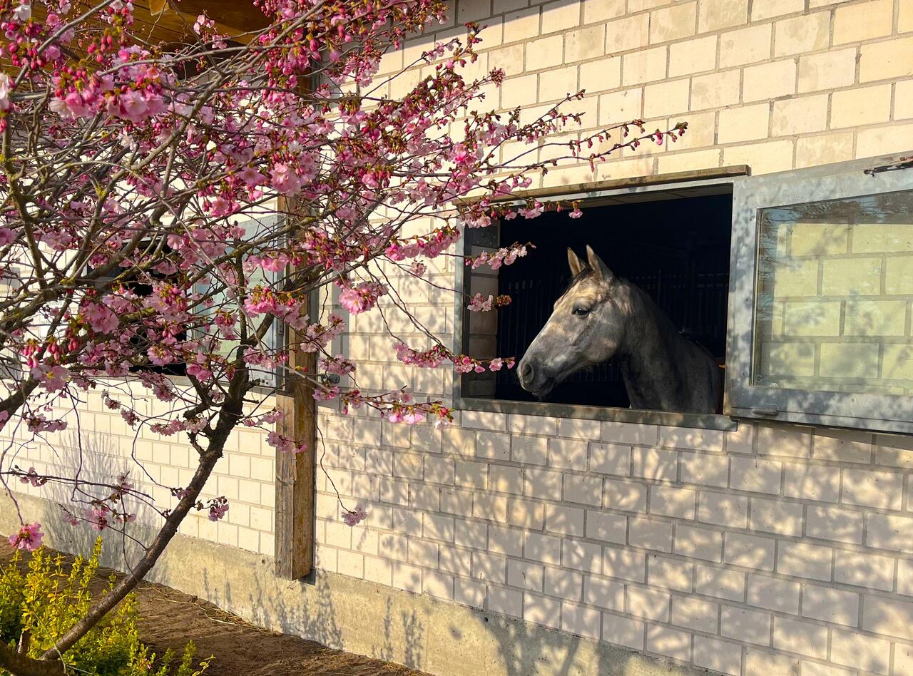 Fensterbox